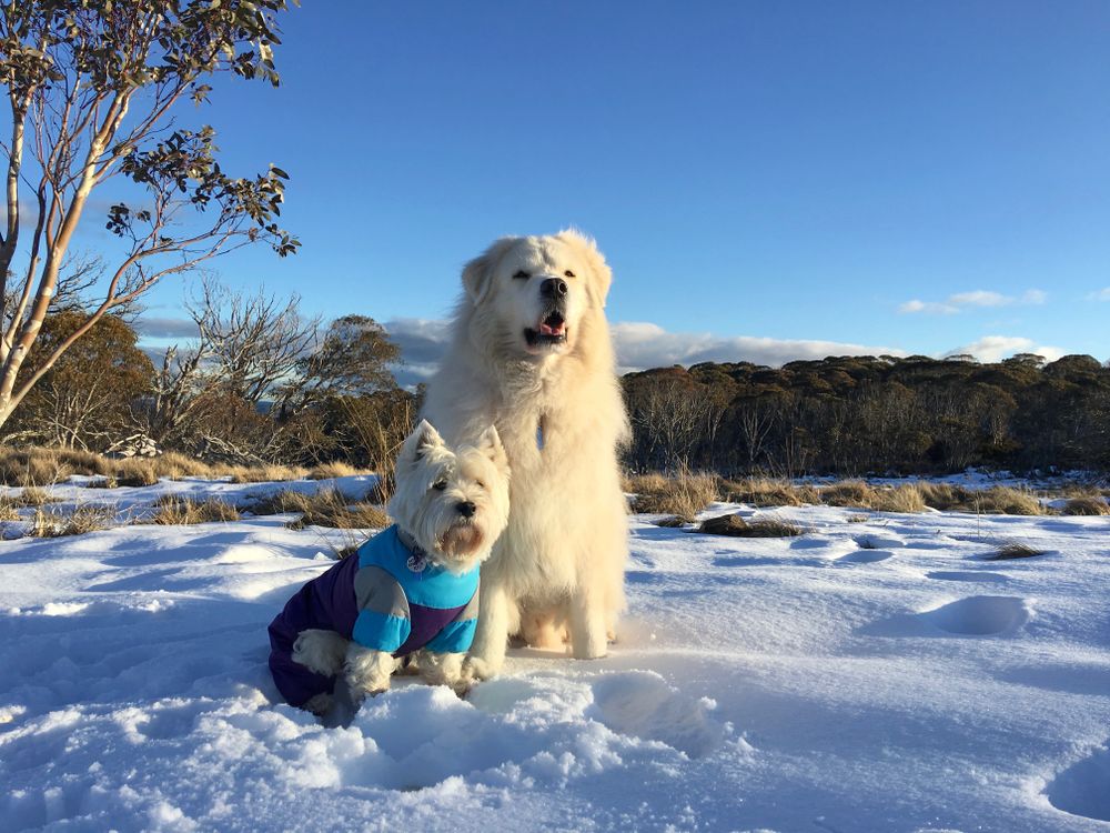 Two light colored northern breed dogs