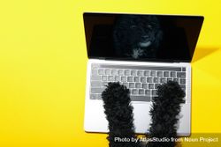 Dog using laptop with keyboard with mockup screen 5rJv35