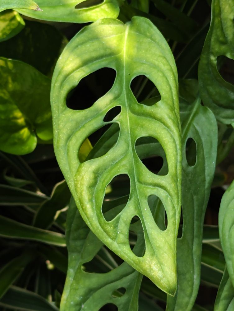 Monstera Adansonii plant pattern green background