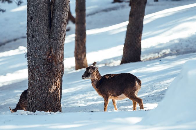 Wild sheep pasturing between trees and snow