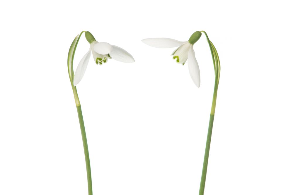 Two blooming snowdrop flowers on a light background