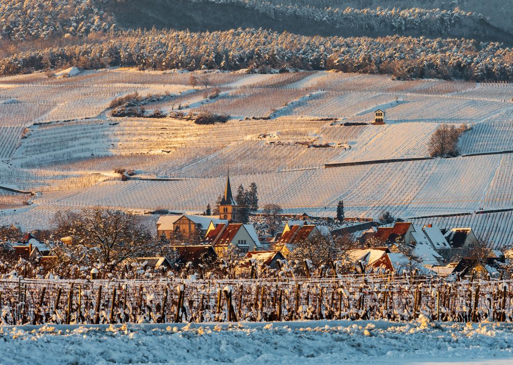 The warm colors of the setting sun on the snowy foothills of the Vosges. Alsace.
