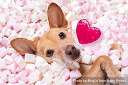 Dog holding heart-shaped lollipop lying in marshmallow 5ox894