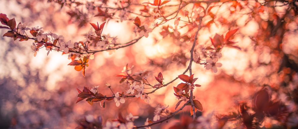Cherry blossom branch in the autumn, wide