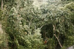 Green trees in forest on?hill