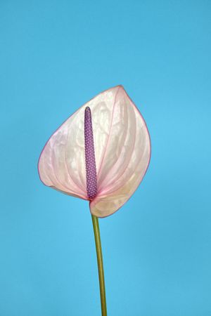 Anthurium flower American plant