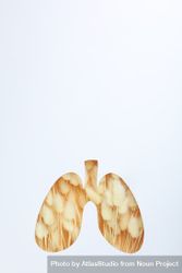 Vertical image of lung shape cut out of paper with dried rabbit tail underneath 0WvKWb