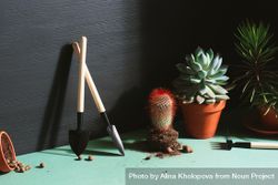 Indoor succulents with tools for potting plants 0vVxG0