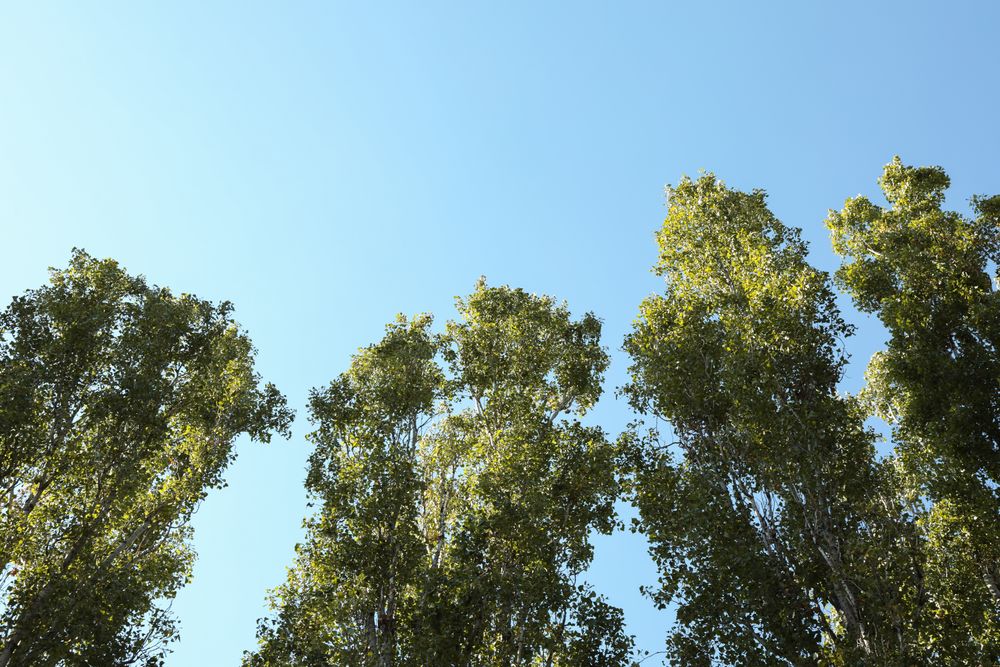 Poplars against blue sky, space for text