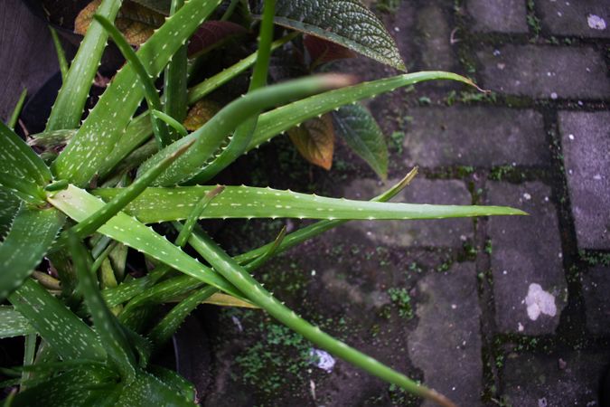Top view of Houseplant in front of house with other plant as background