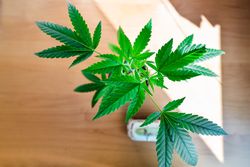 Top view of cannabis plant on wooden table