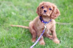 Cavalier spaniel sitting on the grass with leash on