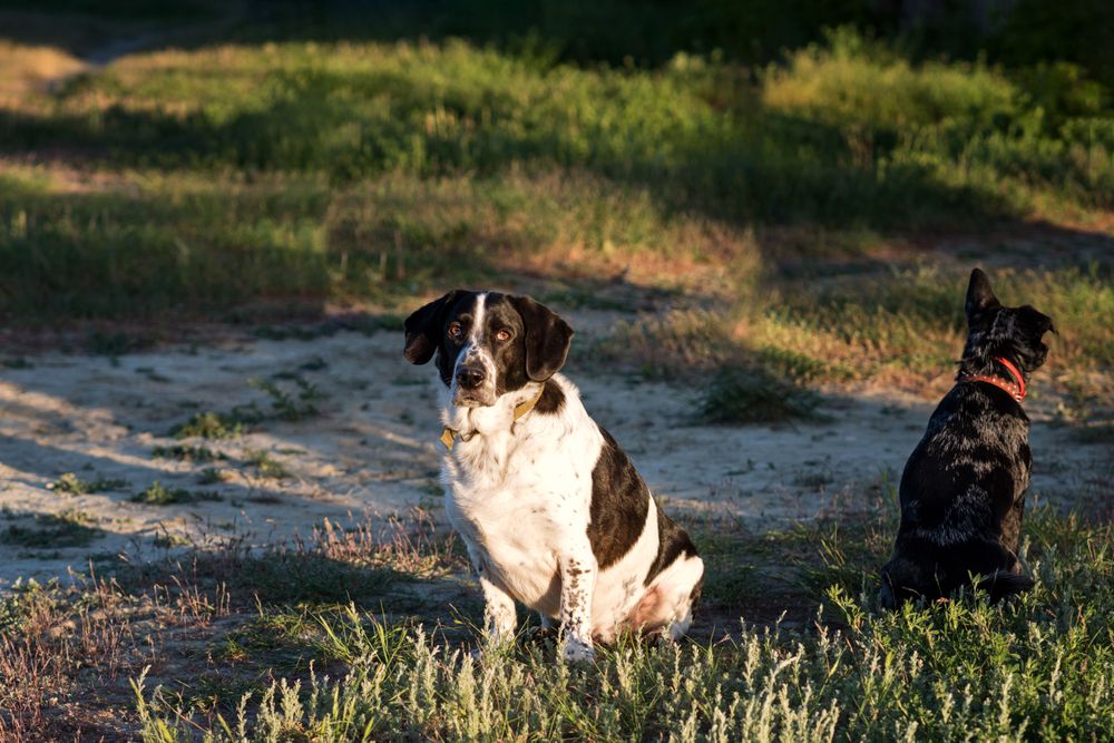 Two dogs during a training session.