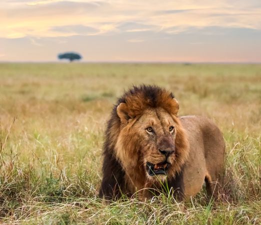 Male lion walking in the savannah during sunset in Kenya
