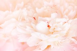 Close up of light pink peony