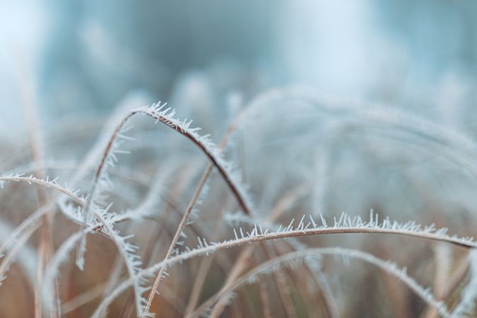 Dry grass with ice