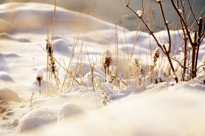 Frosted tree branch on winter day