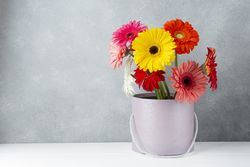 Bucket of daisies