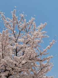 cherry blossoms