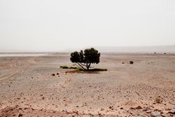 Lonely tree in arid desert