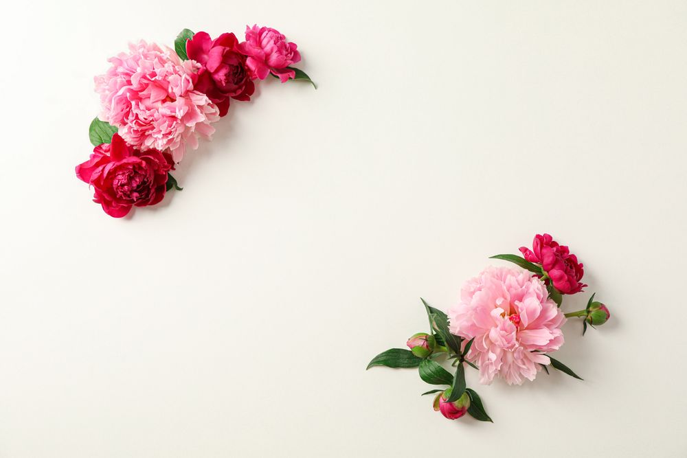 Flat lay composition with beautiful peonies on bright background, space for text and top view