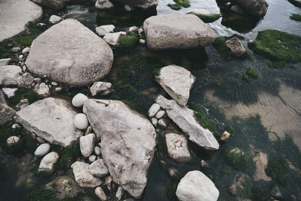 Rocks in the water with green algae