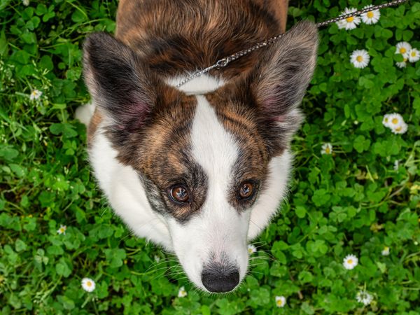 Funny corgi cardigan dog playing on a sunny lawn