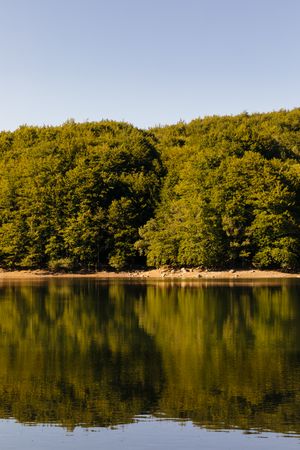 Reflections in the lake of a forest