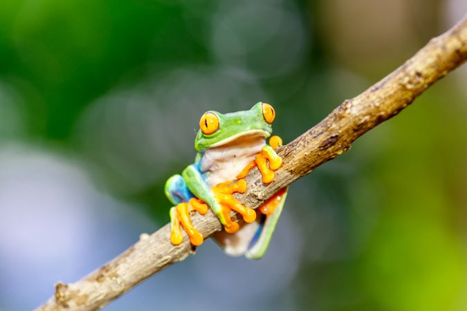Tropical frog on tree twig