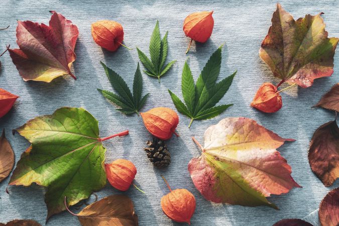 Seasonal fall spread of physalis fruit, leaves and marijuana leaves