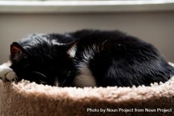 Dark cat curled up in cat bed sleeping 47lKPb