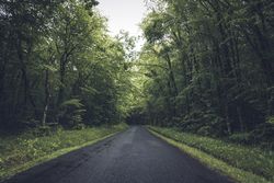 Empty road in dense green forest