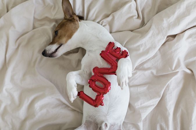 Dog lying on the bed looking to his right with a red balloon letters laid over his chest