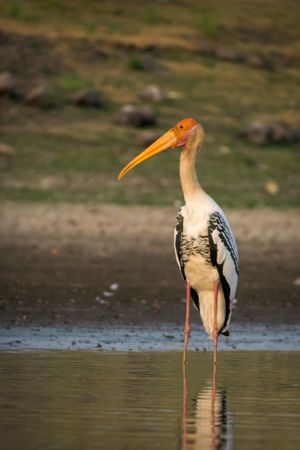 A Painted Stork standing in water at Bhigwan Bird Sanctuary in Maharashtra, India