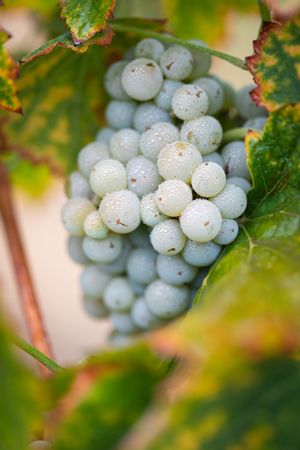 Vineyard with Lush, Ripe Wine Grapes on the Vine Ready for Harvest