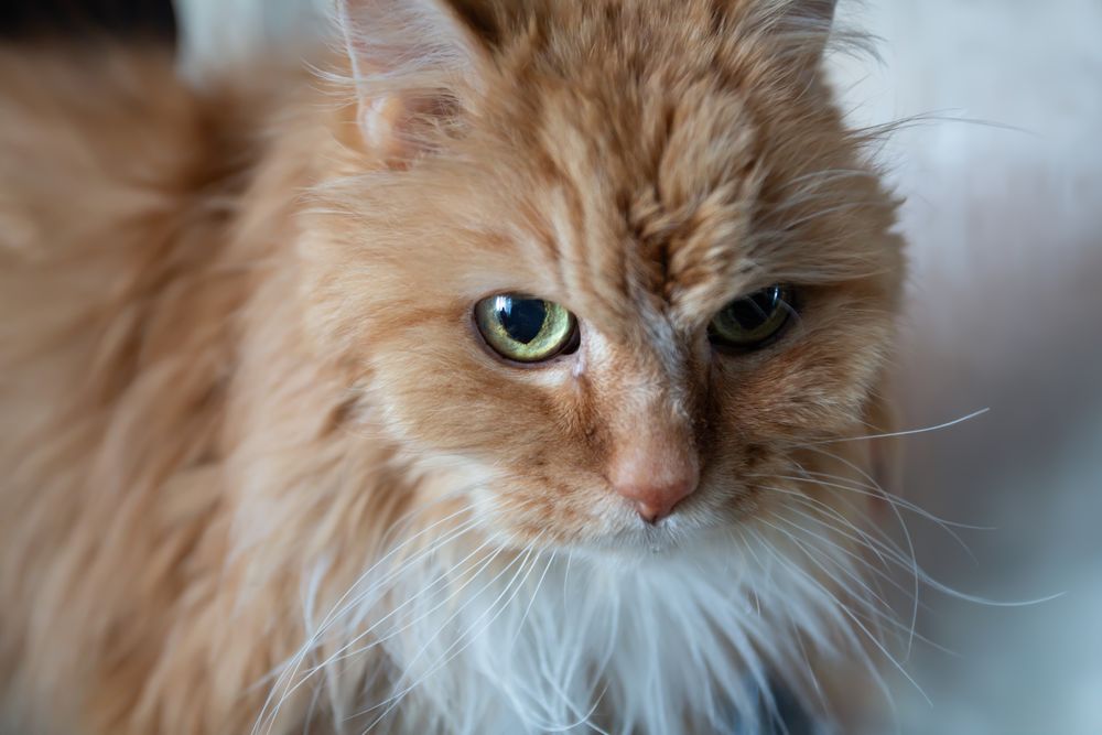 Close-Up Portrait of Ginger Cat