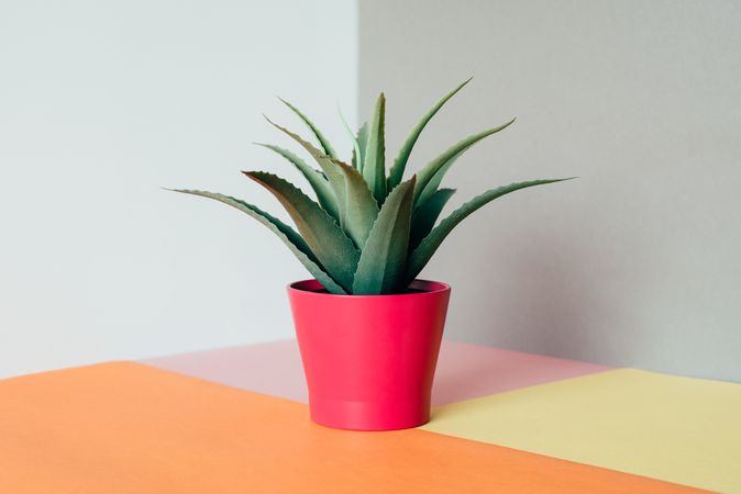 Aloe vera plant in a multicolor background