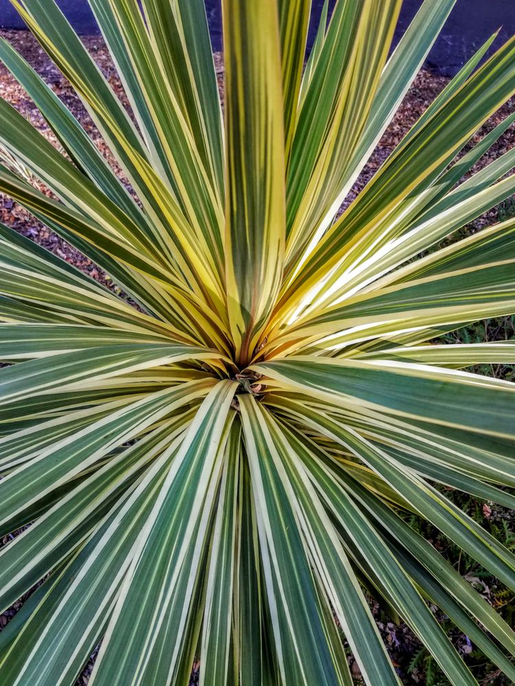 Cabbage-palm, close up