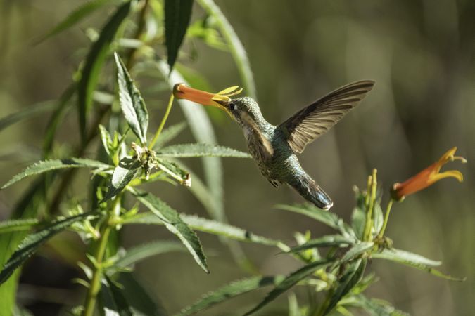 Green h ummingbird at Arizona-Sonora Desert Museum in Tucson, Minnesota