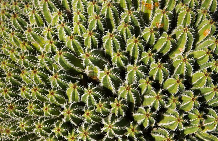 Bunch of prickly cactus