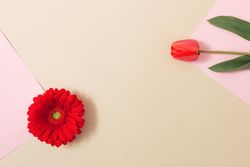 Red spring flowers on beige and pink paper background
