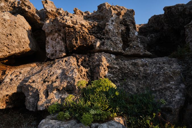 Apiaceae plants growing among rocks at sunset