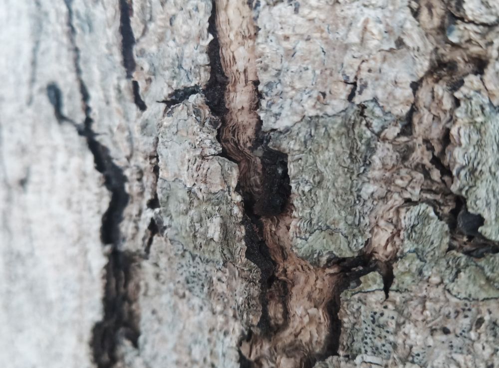 wood