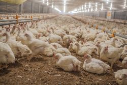 Poultry at chicken farm
