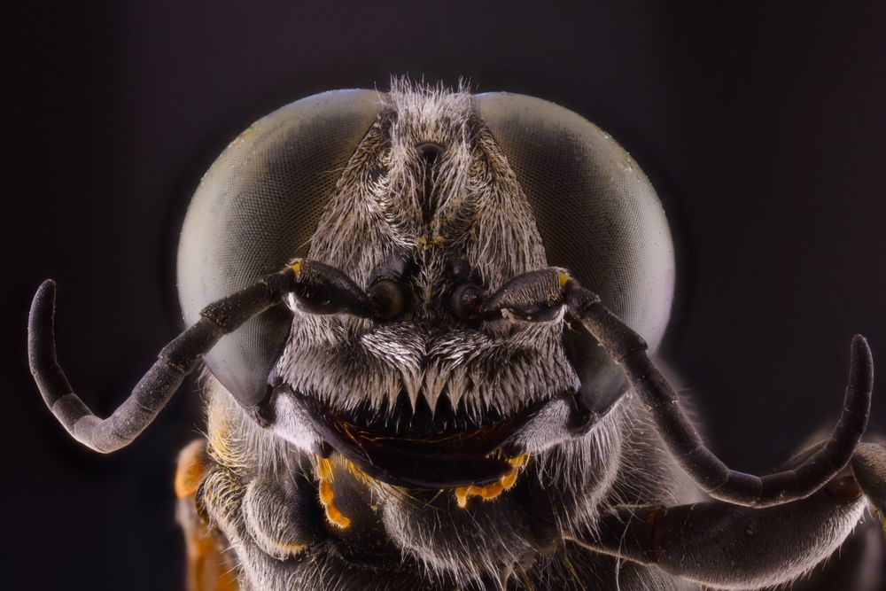 Flies head with big brown eyes on sides