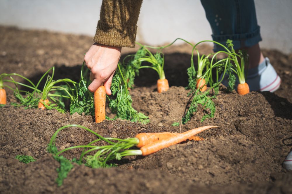 Crop woman harvesting carrot in garden