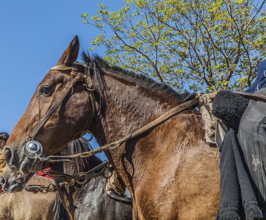 Horses on barnyard