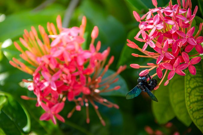 Pink flowers with fly