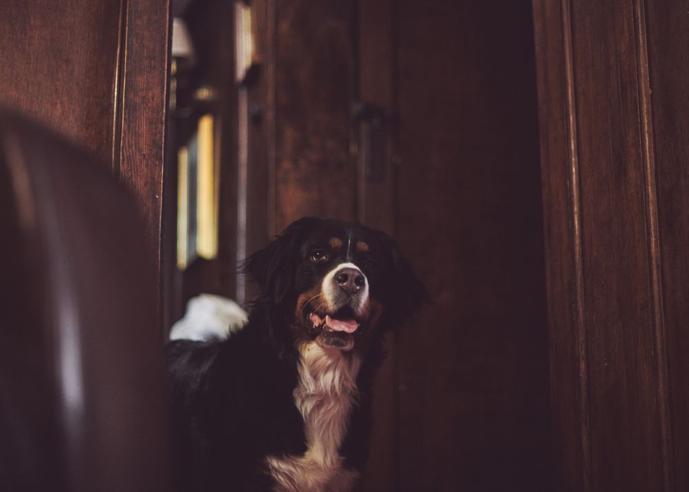 Bernese dog in rustic surroundings