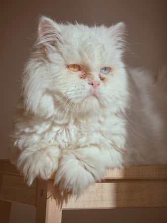 Cat with heterochromia in sunny room